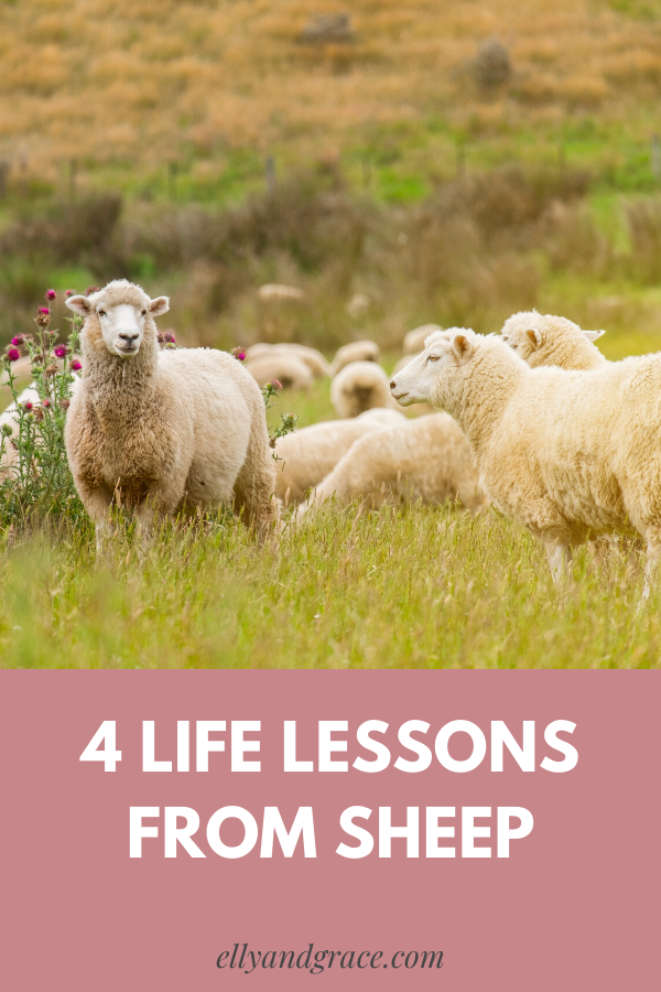  4 Life Lessons From Sheep